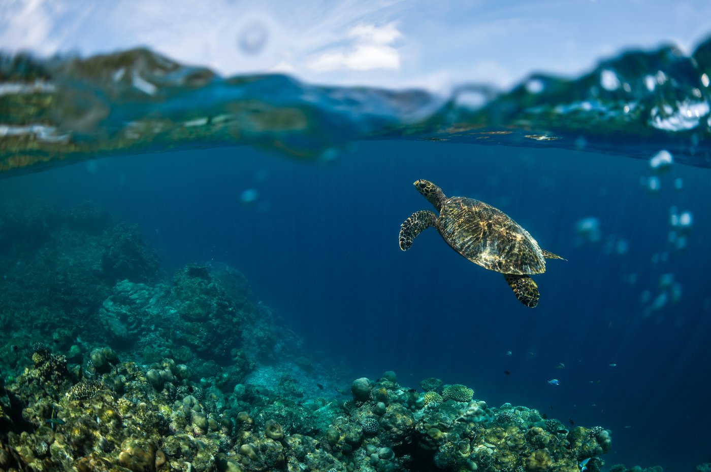 Young activists in the Maldives confront climate threats to their island nation | iNFOnews.ca