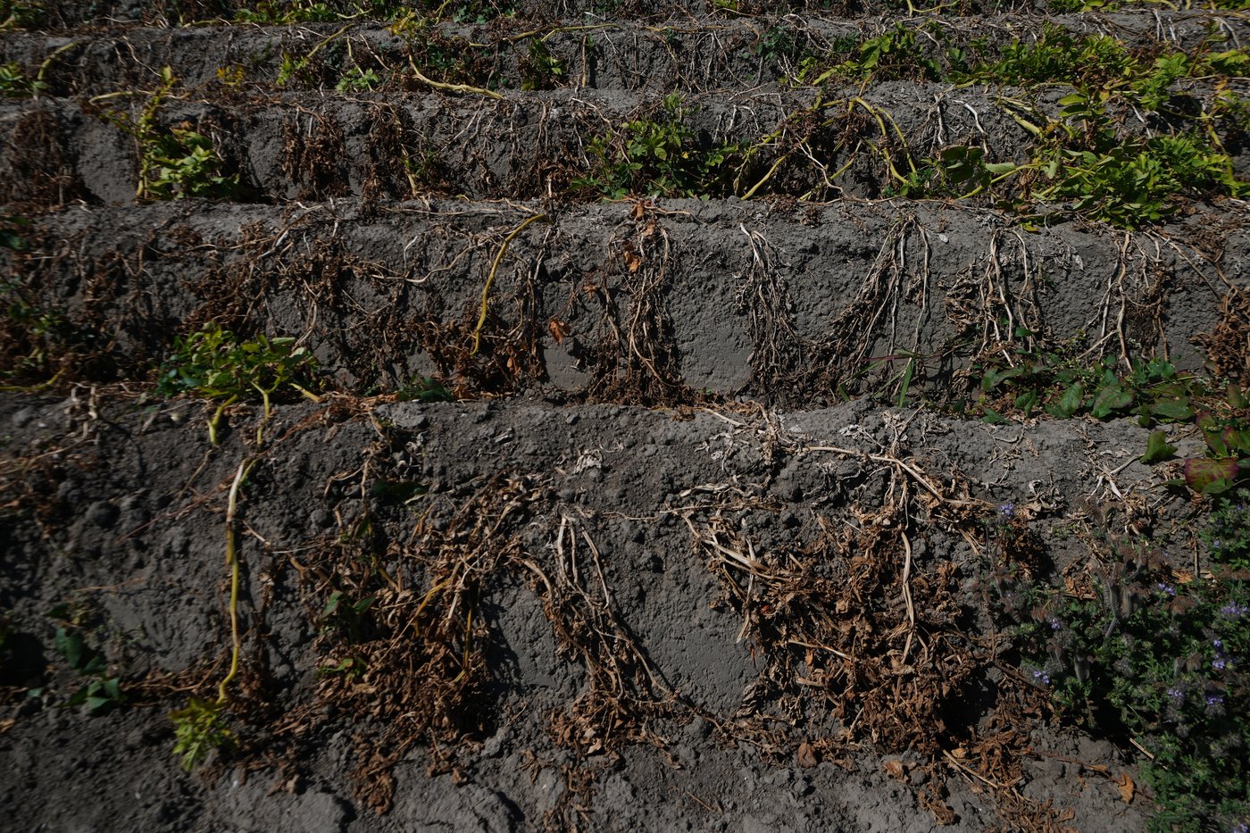 A punishing European drought shrivels crops from Dutch potatoes to Bosnian corn | iNFOnews.ca
