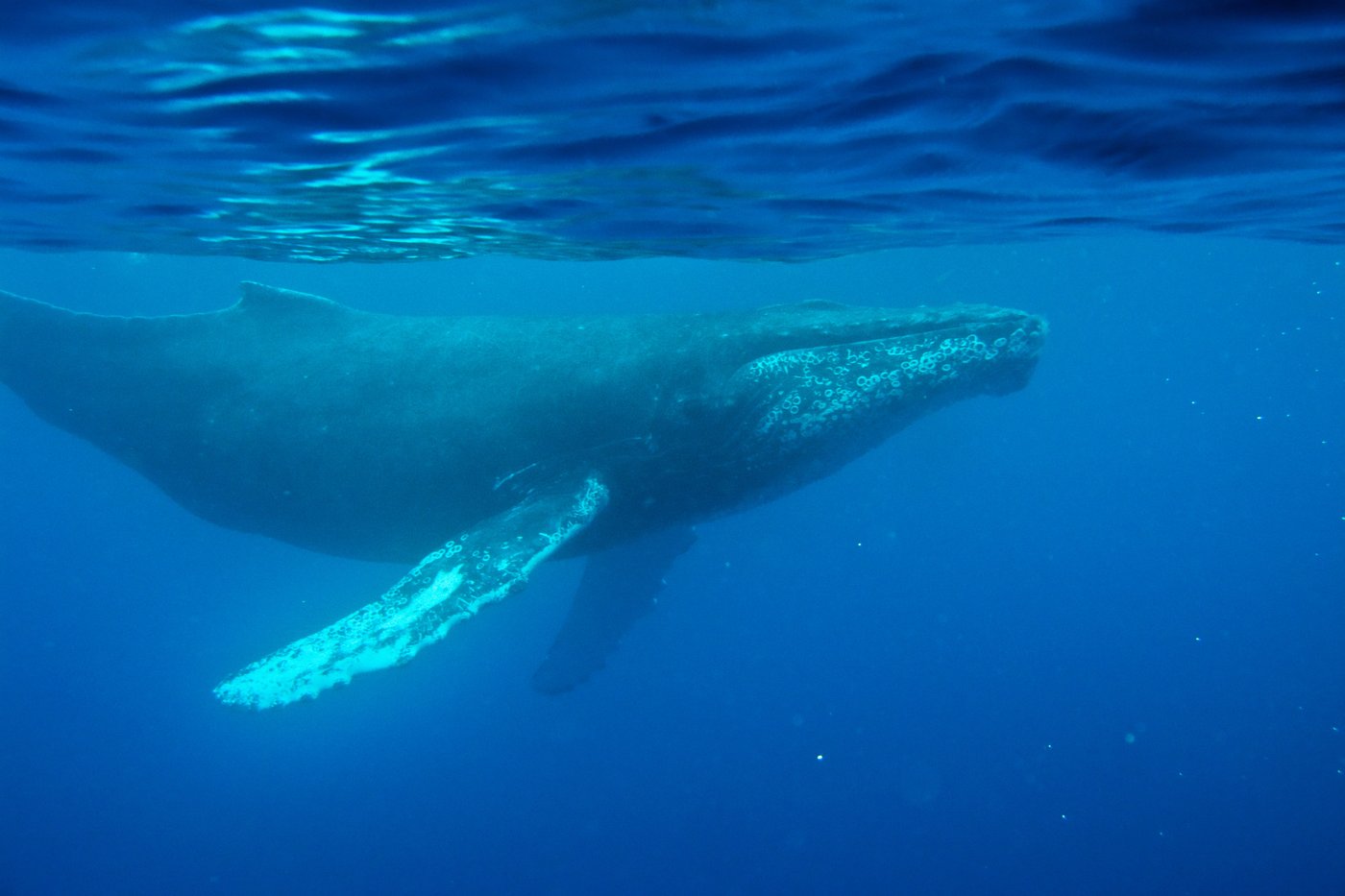 Scientists made a breakthrough in the study of whale sounds. Here's a look at the numbers | iNFOnews.ca Scientists made a breakthrough in the study of whale sounds. Here's a look at the numbers | iNFOnews.ca