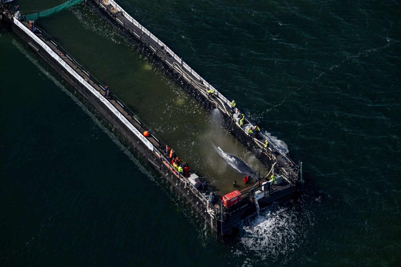 Humpback whale released after spectacular rescue effort found dead off Denmark | iNFOnews.ca