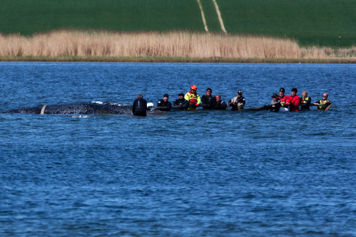 Humpback whale released after spectacular rescue effort found dead off Denmark | iNFOnews.ca