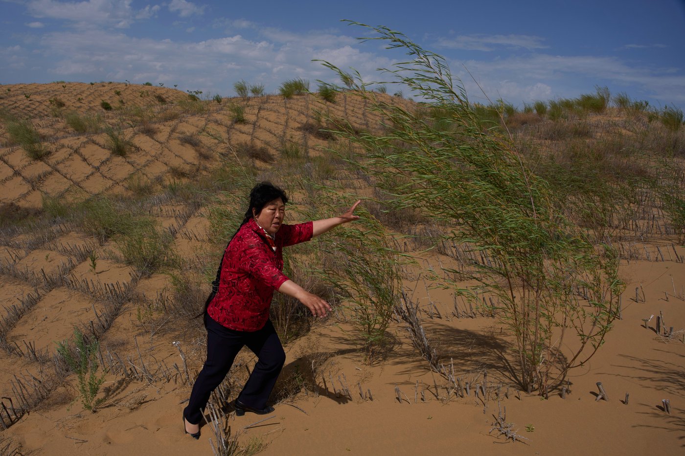 China’s 'Green Great Wall' tames desert growth, but scientists warn the fight is not over | iNFOnews.ca China’s 'Green Great Wall' tames desert growth, but scientists warn the fight is not over | iNFOnews.ca