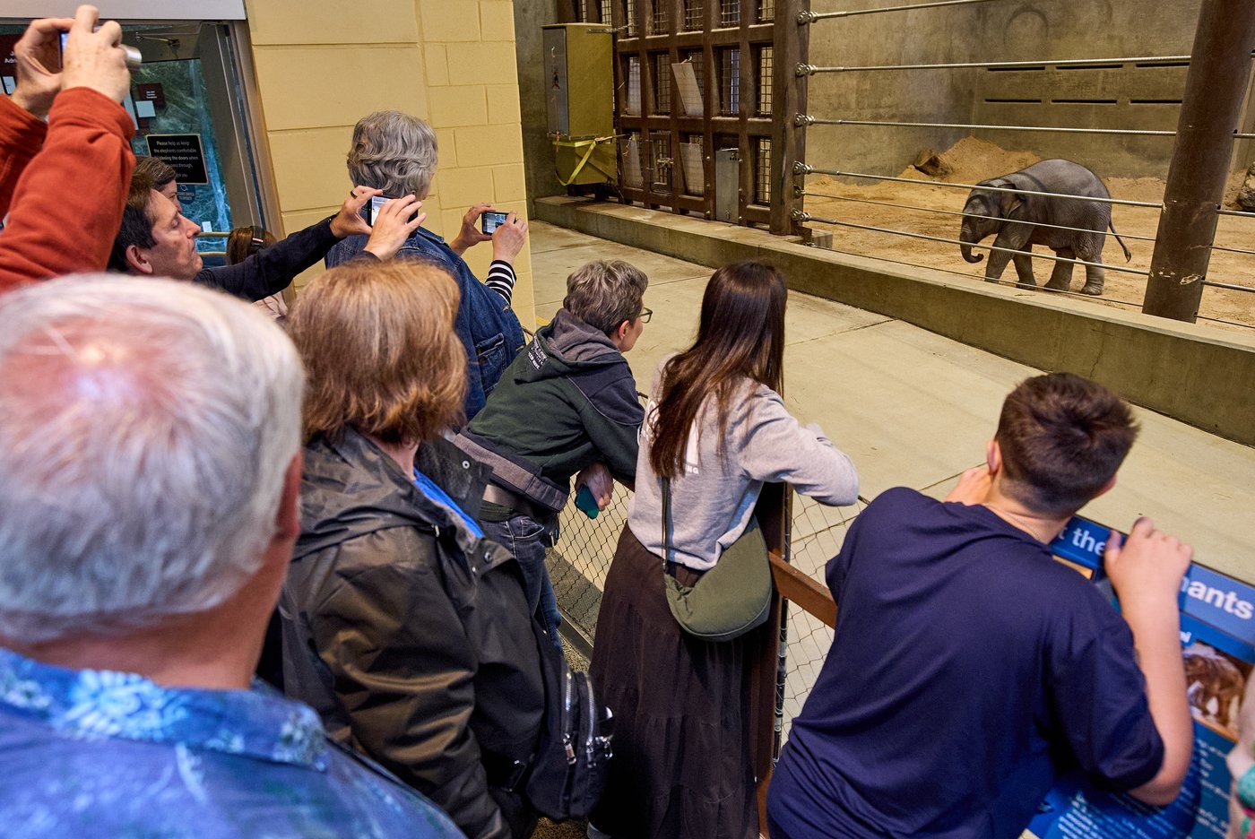 Asian elephant calf makes her public debut at DC's National Zoo | iNFOnews.ca