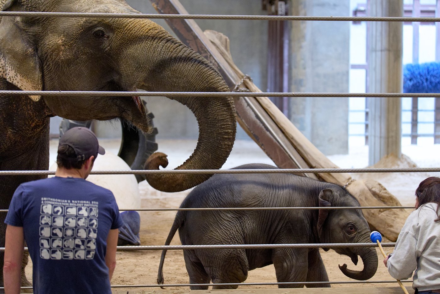 Asian elephant calf makes her public debut at DC's National Zoo | iNFOnews.ca