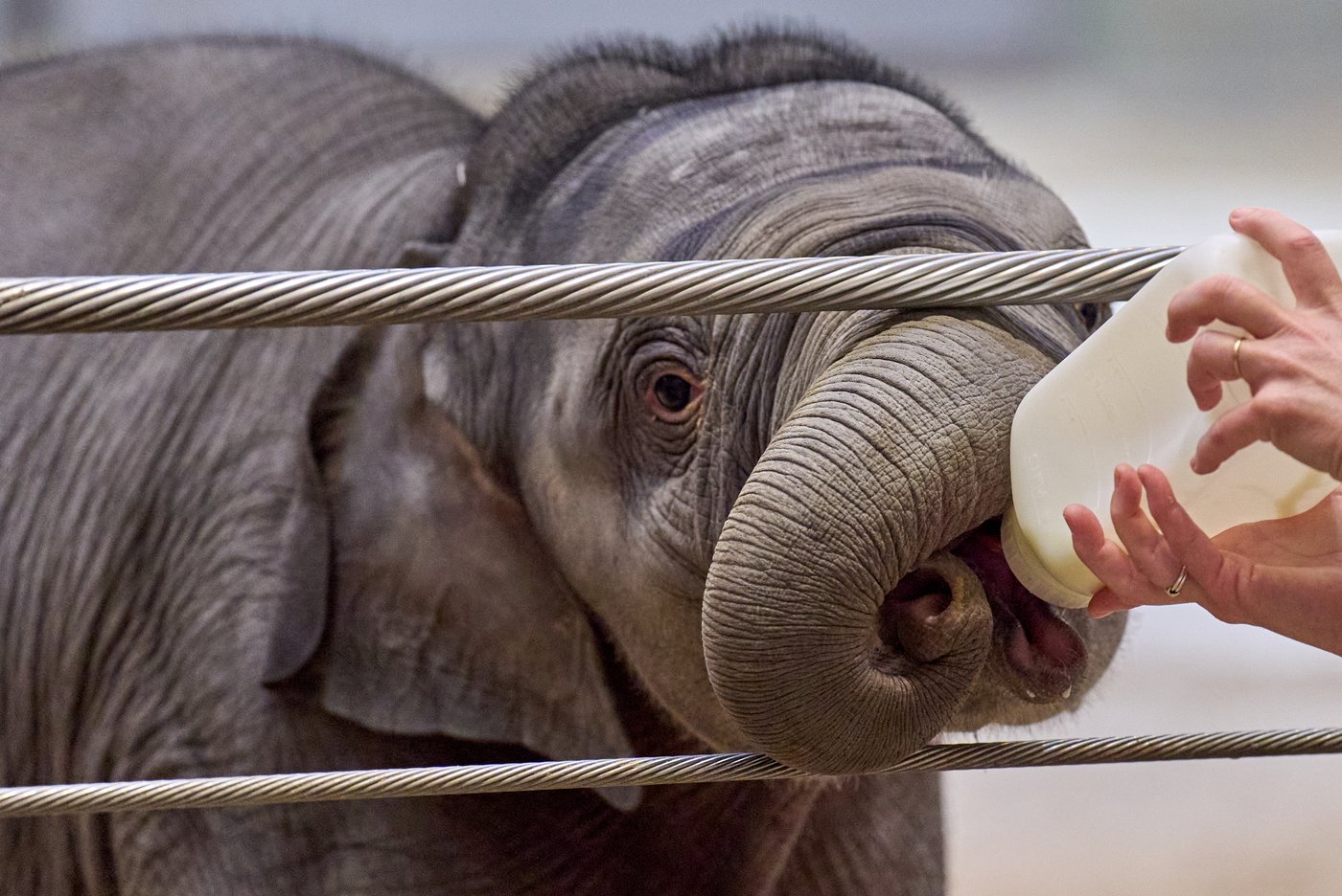 Asian elephant calf makes her public debut at DC's National Zoo | iNFOnews.ca