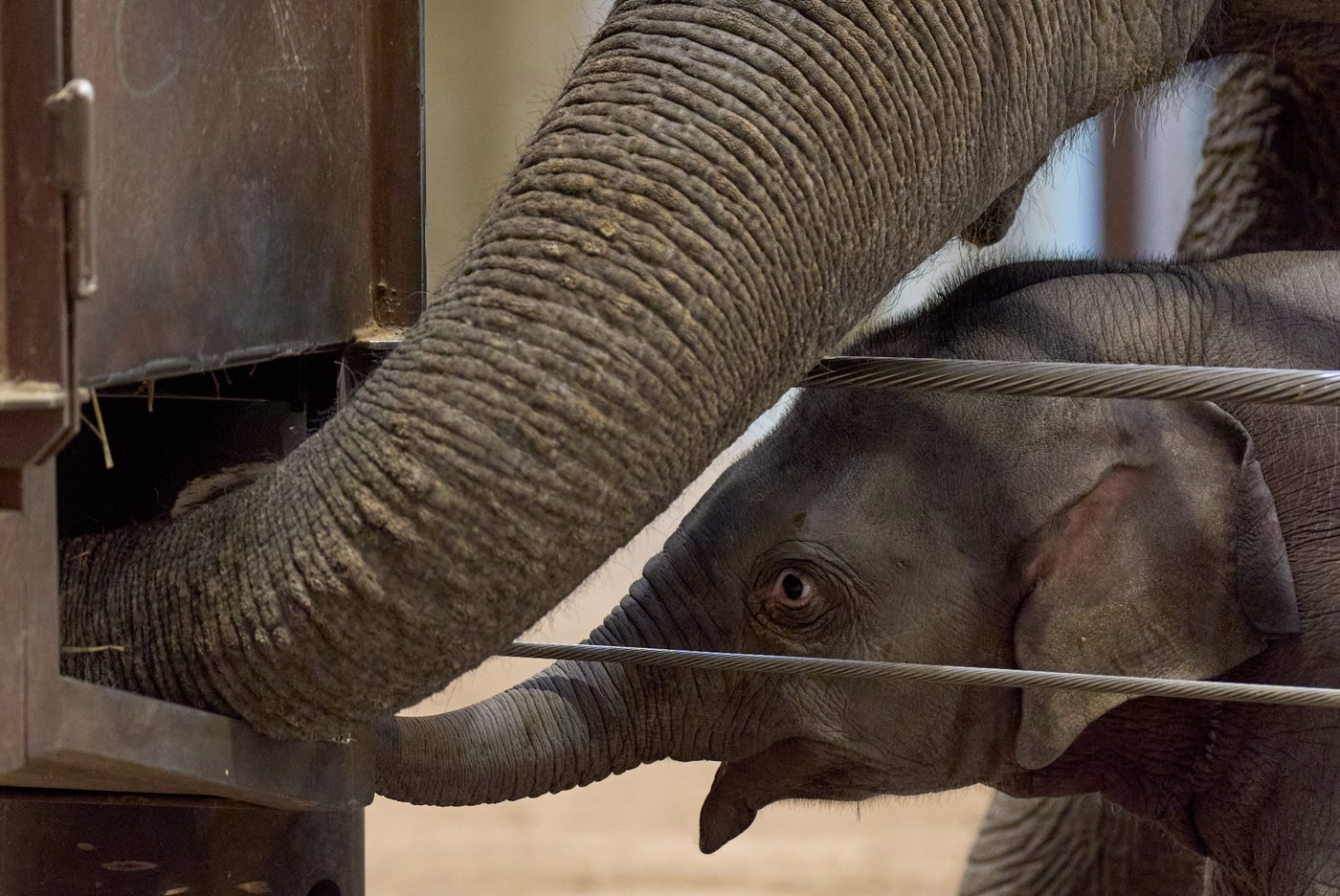 Asian elephant calf makes her public debut at DC's National Zoo | iNFOnews.ca