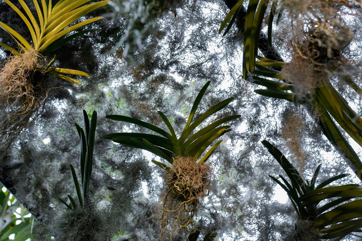 Photos of retro '70s-themed orchids show in Chicago | iNFOnews.ca