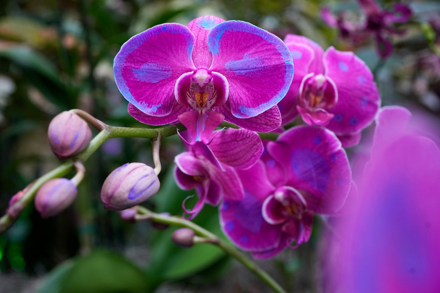 Photos of retro '70s-themed orchids show in Chicago | iNFOnews.ca