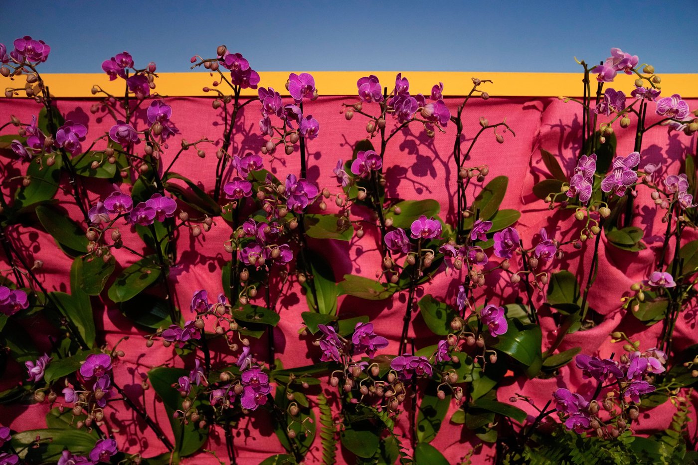 Photos of retro '70s-themed orchids show in Chicago | iNFOnews.ca