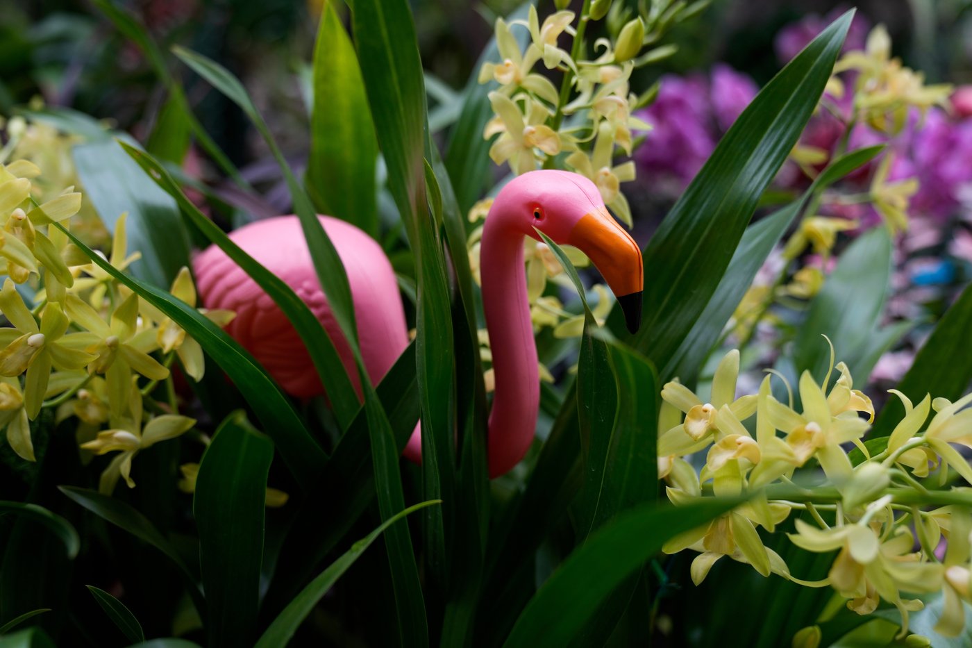 Photos of retro '70s-themed orchids show in Chicago | iNFOnews.ca