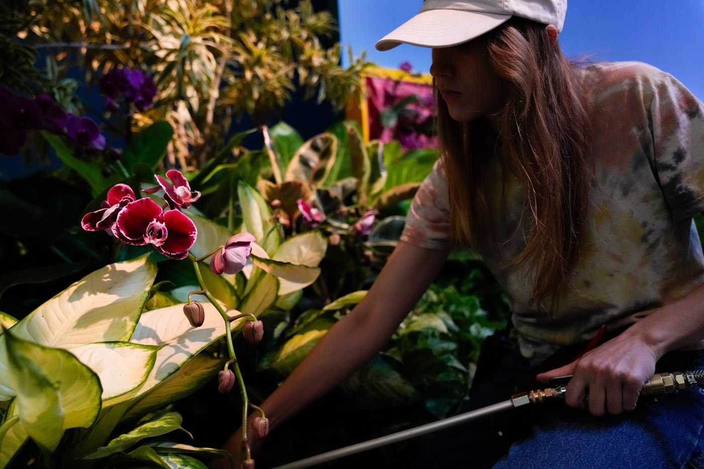 Photos of retro '70s-themed orchids show in Chicago | iNFOnews.ca