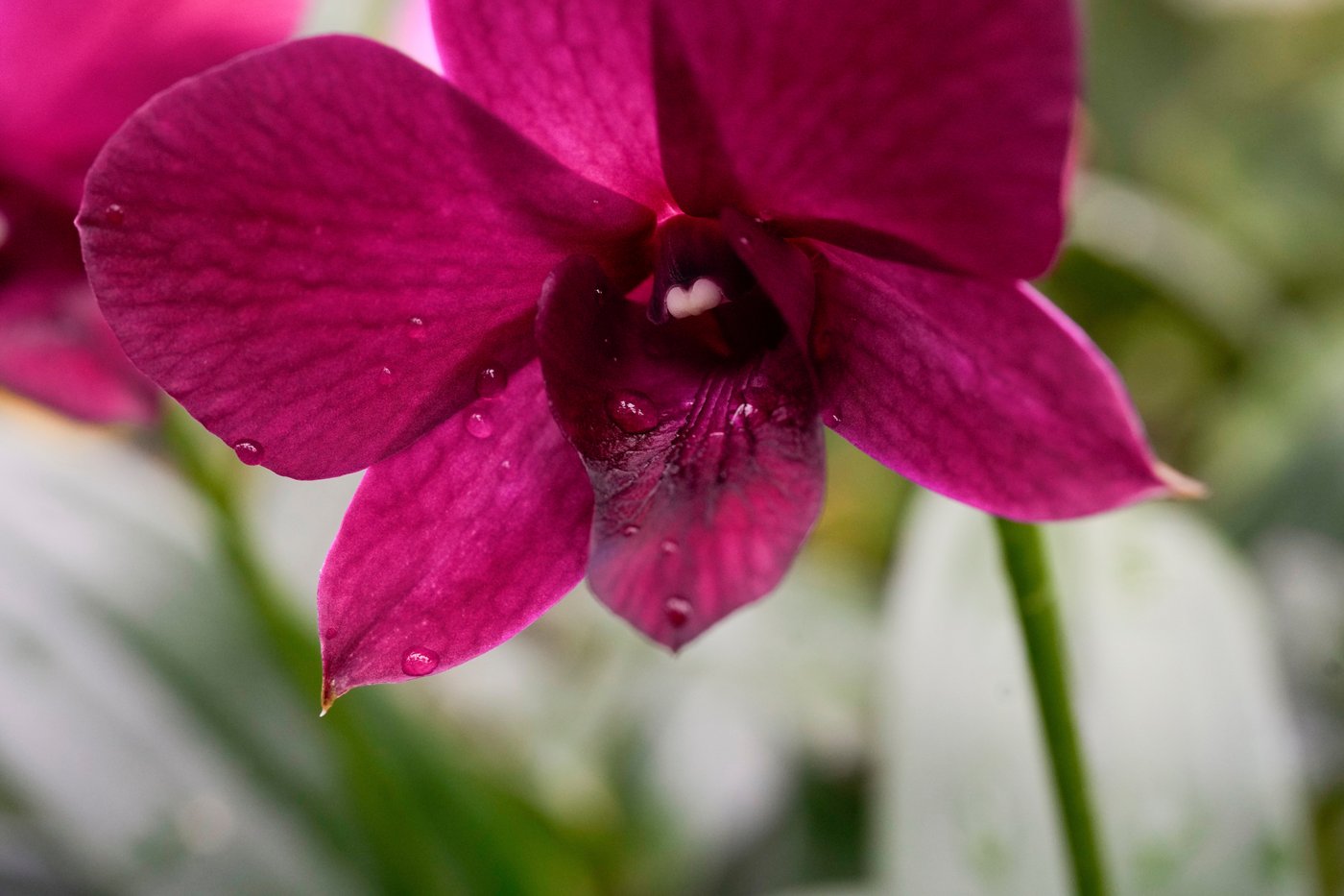 Photos of retro '70s-themed orchids show in Chicago | iNFOnews.ca
