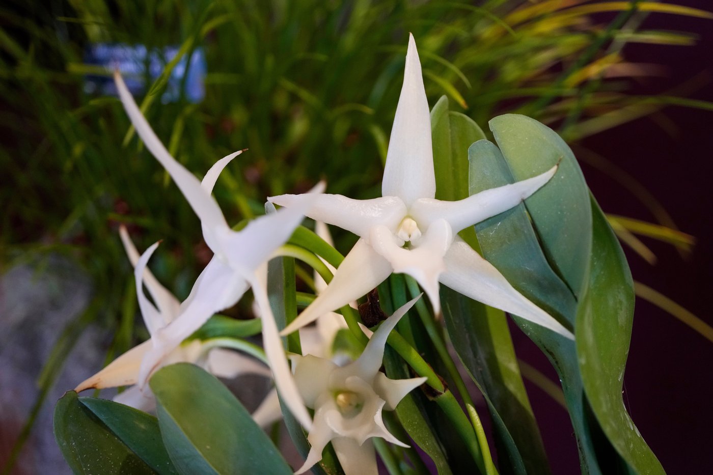 Photos of retro '70s-themed orchids show in Chicago | iNFOnews.ca