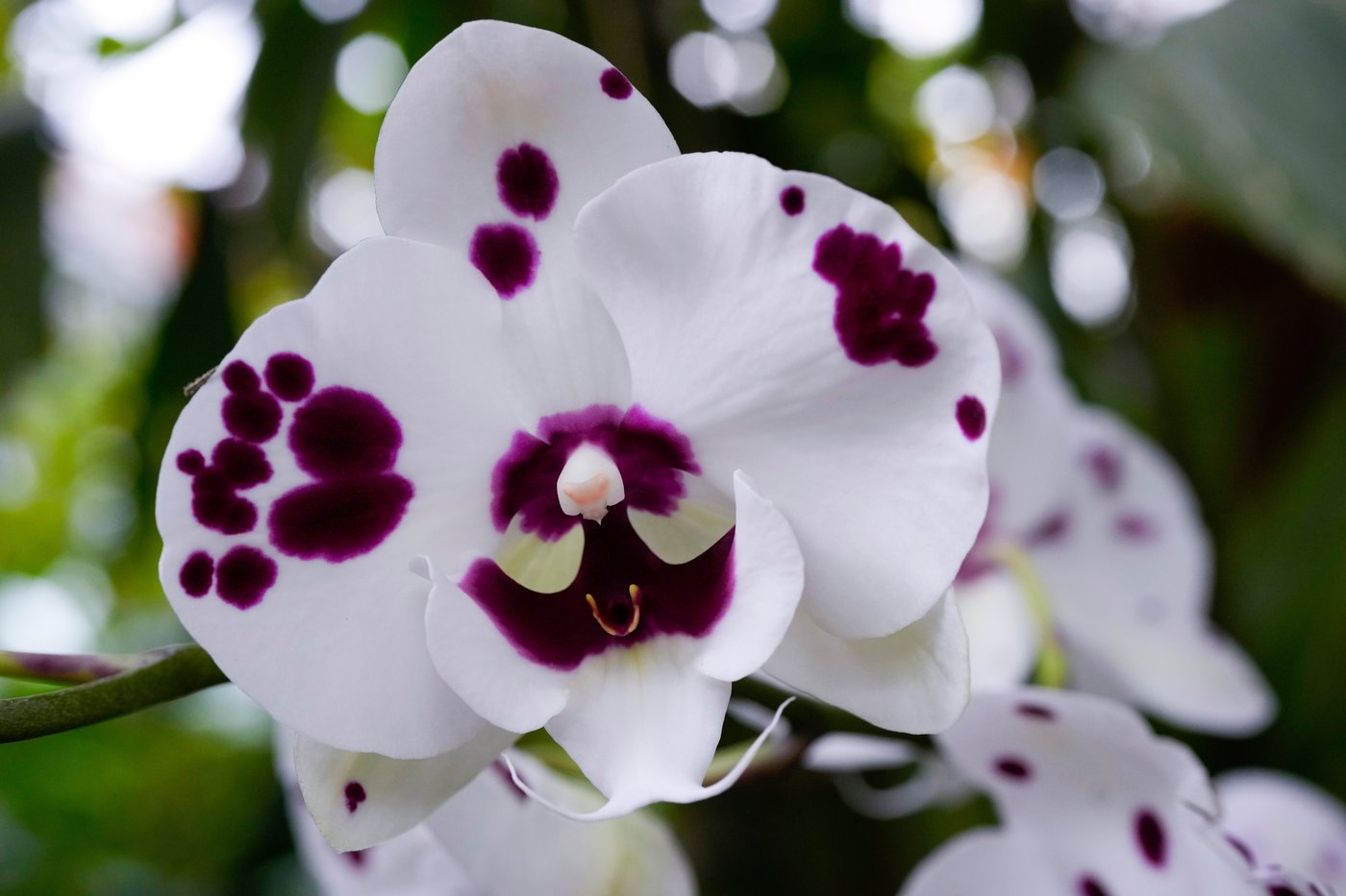 Photos of retro '70s-themed orchids show in Chicago | iNFOnews.ca