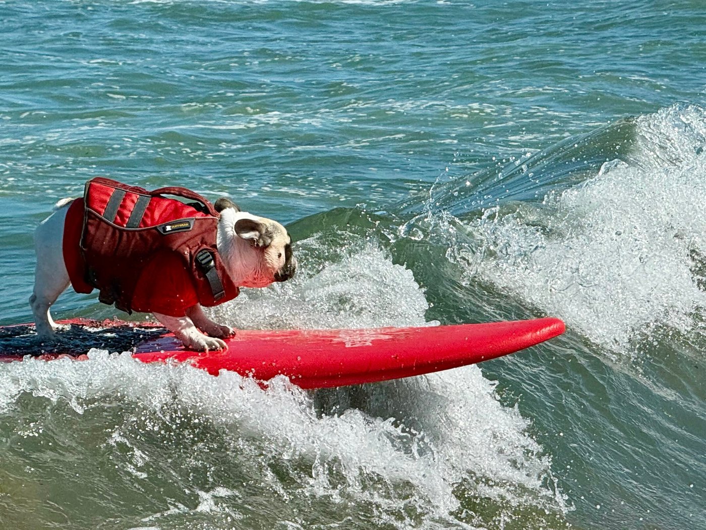 Top dogs ride waves at annual World Dog Surfing Championships | iNFOnews.ca Top dogs ride waves at annual World Dog Surfing Championships | iNFOnews.ca
