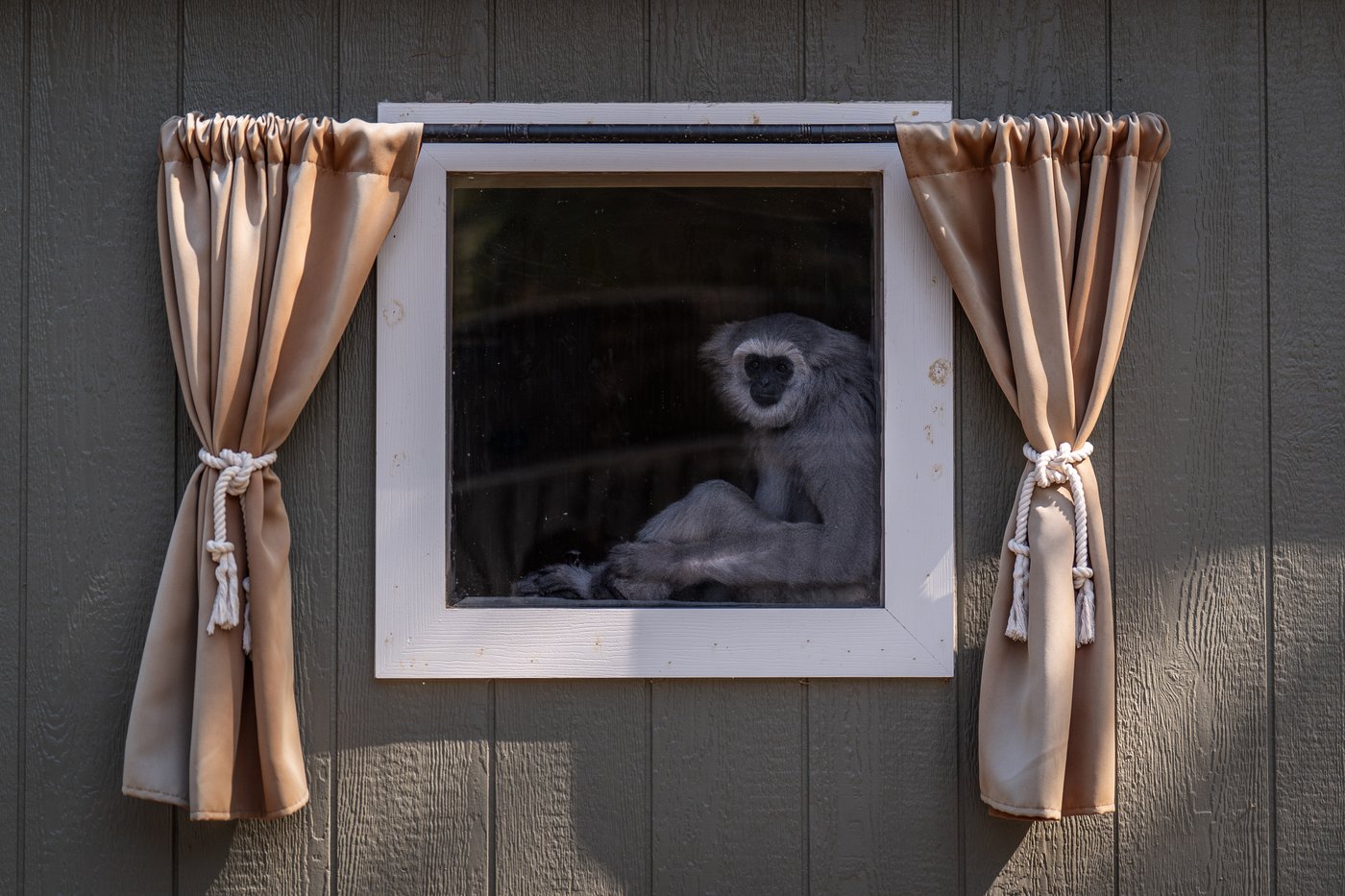 How a sanctuary outside LA has cared for rare, endangered gibbons for a half-century | iNFOnews.ca How a sanctuary outside LA has cared for rare, endangered gibbons for a half-century | iNFOnews.ca