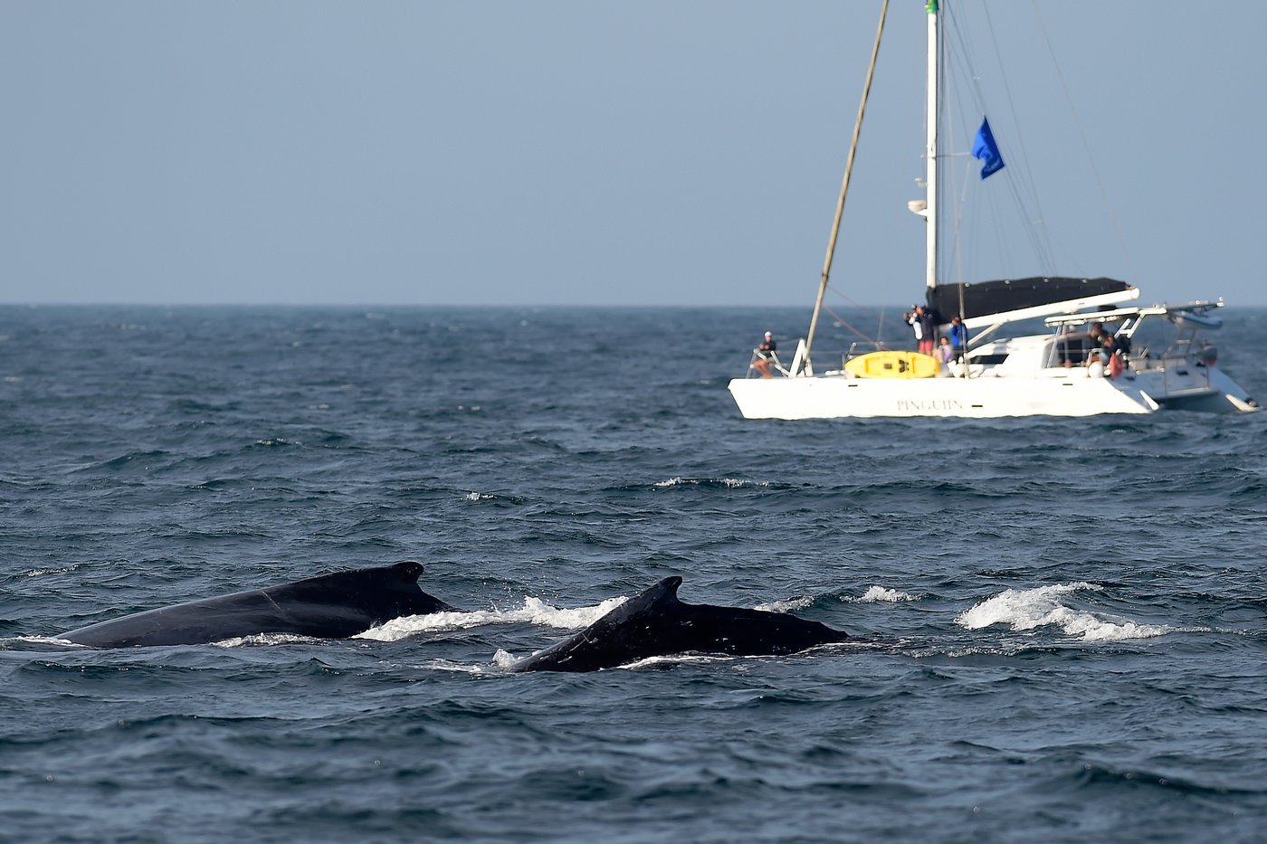 Whale 'supergroups' show numbers are rebounding from hunting. But Iran war holds dangers for them | iNFOnews.ca Whale 'supergroups' show numbers are rebounding from hunting. But Iran war holds dangers for them | iNFOnews.ca