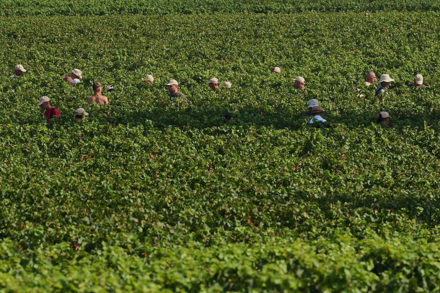 Italy Early Wine Harvest Photo Gallery | iNFOnews.ca