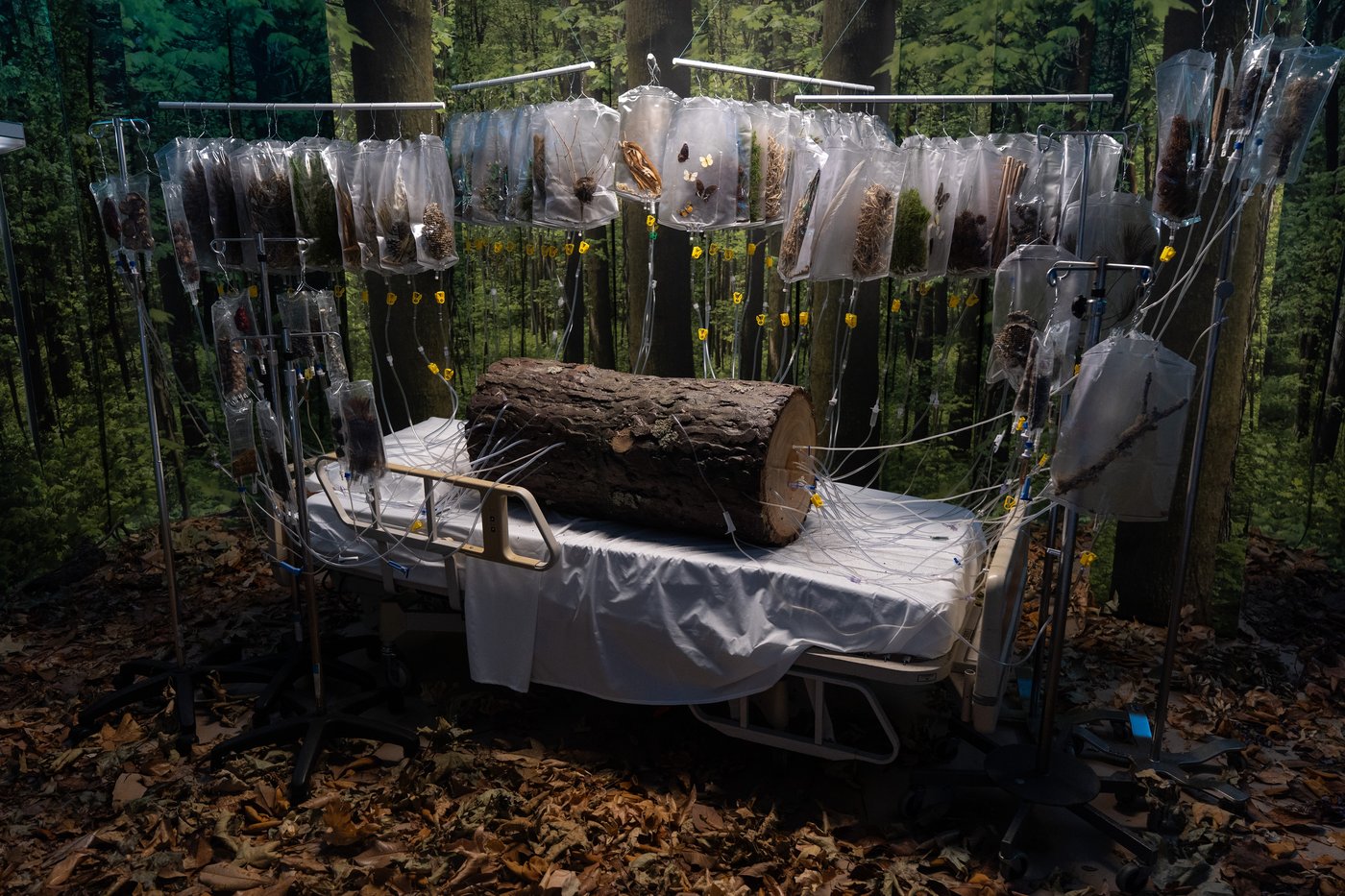 Former LA hospital hosts immersive art show, in photos | iNFOnews.ca