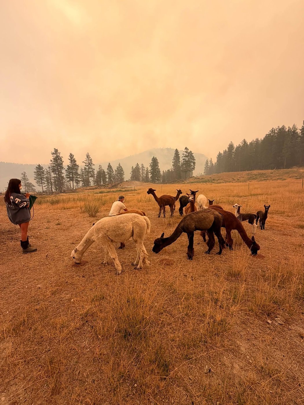 From goats to porcupines, these animal evacuees escaped B.C. wildfire | iNFOnews.ca From goats to porcupines, these animal evacuees escaped B.C. wildfire | iNFOnews.ca