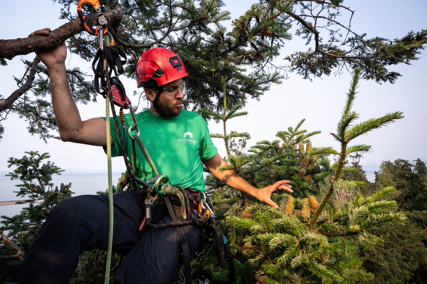 Take a bough: Climbing takes relationship with B.C.'s trees to the next level | iNFOnews.ca Take a bough: Climbing takes relationship with B.C.'s trees to the next level | iNFOnews.ca