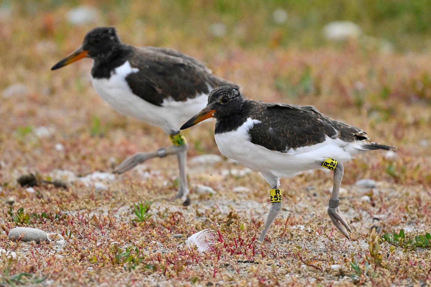 Oystercatchers, known for sharp bills and beady eyes, are making a comeback thanks to conservation | iNFOnews.ca Oystercatchers, known for sharp bills and beady eyes, are making a comeback thanks to conservation | iNFOnews.ca