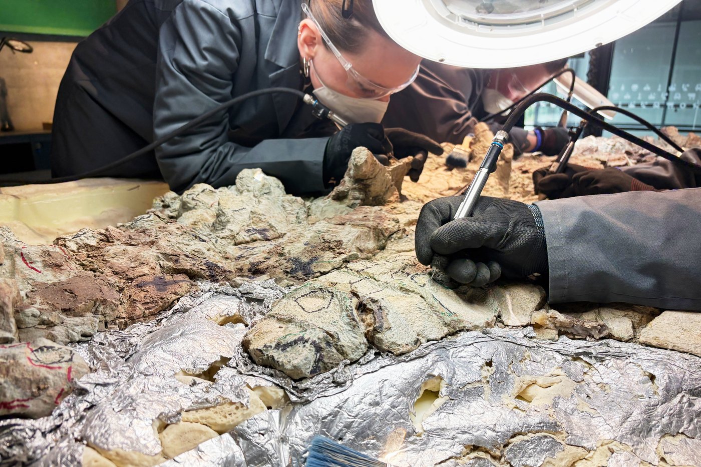 2,000 volunteers join a painstaking effort to restore massive skeleton of prehistoric predator | iNFOnews.ca 2,000 volunteers join a painstaking effort to restore massive skeleton of prehistoric predator | iNFOnews.ca