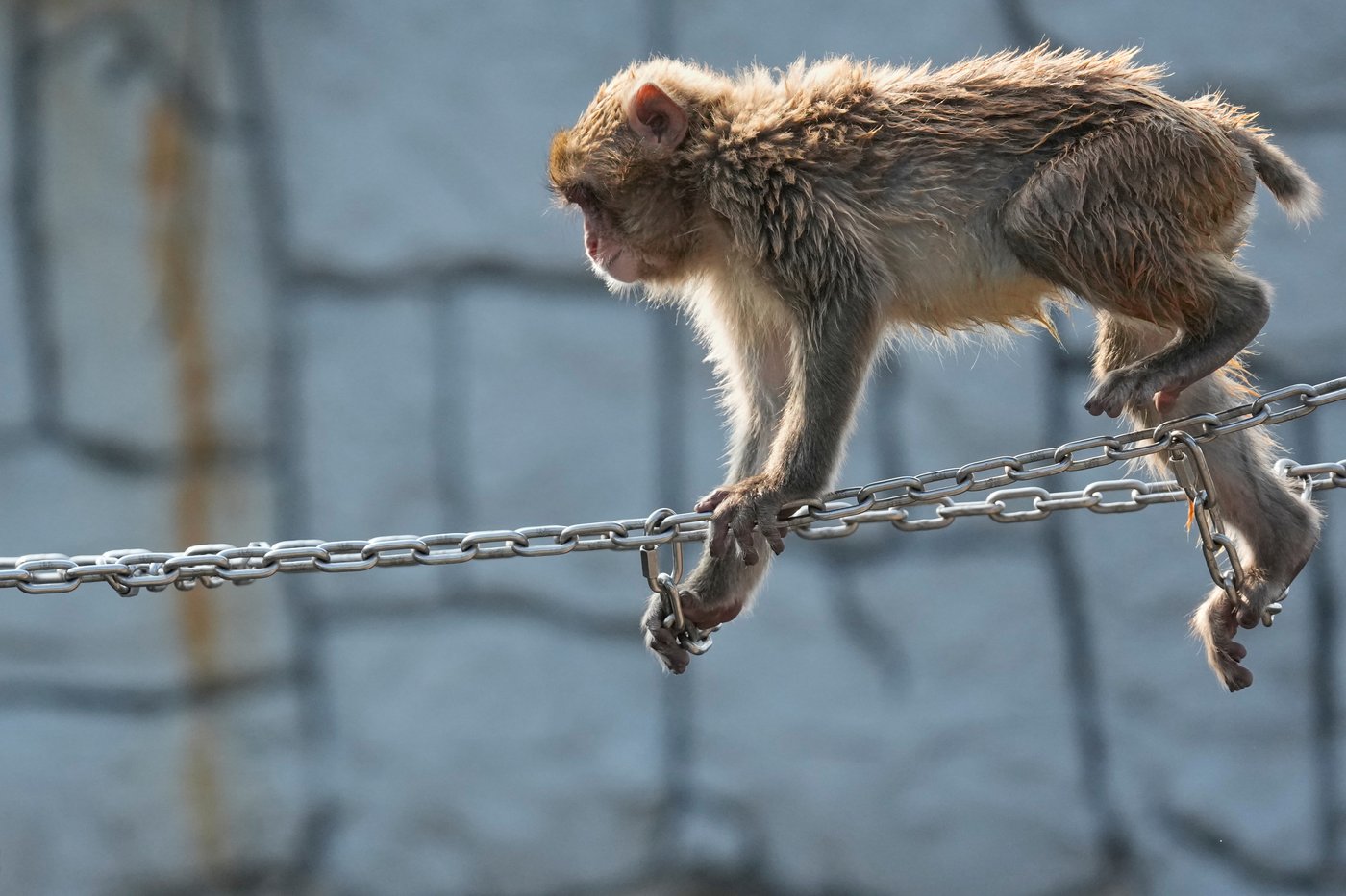 Japan's monkey sensation Punch gets thousands of birthday messages as he turns 1 on Sunday | iNFOnews.ca Japan's monkey sensation Punch gets thousands of birthday messages as he turns 1 on Sunday | iNFOnews.ca