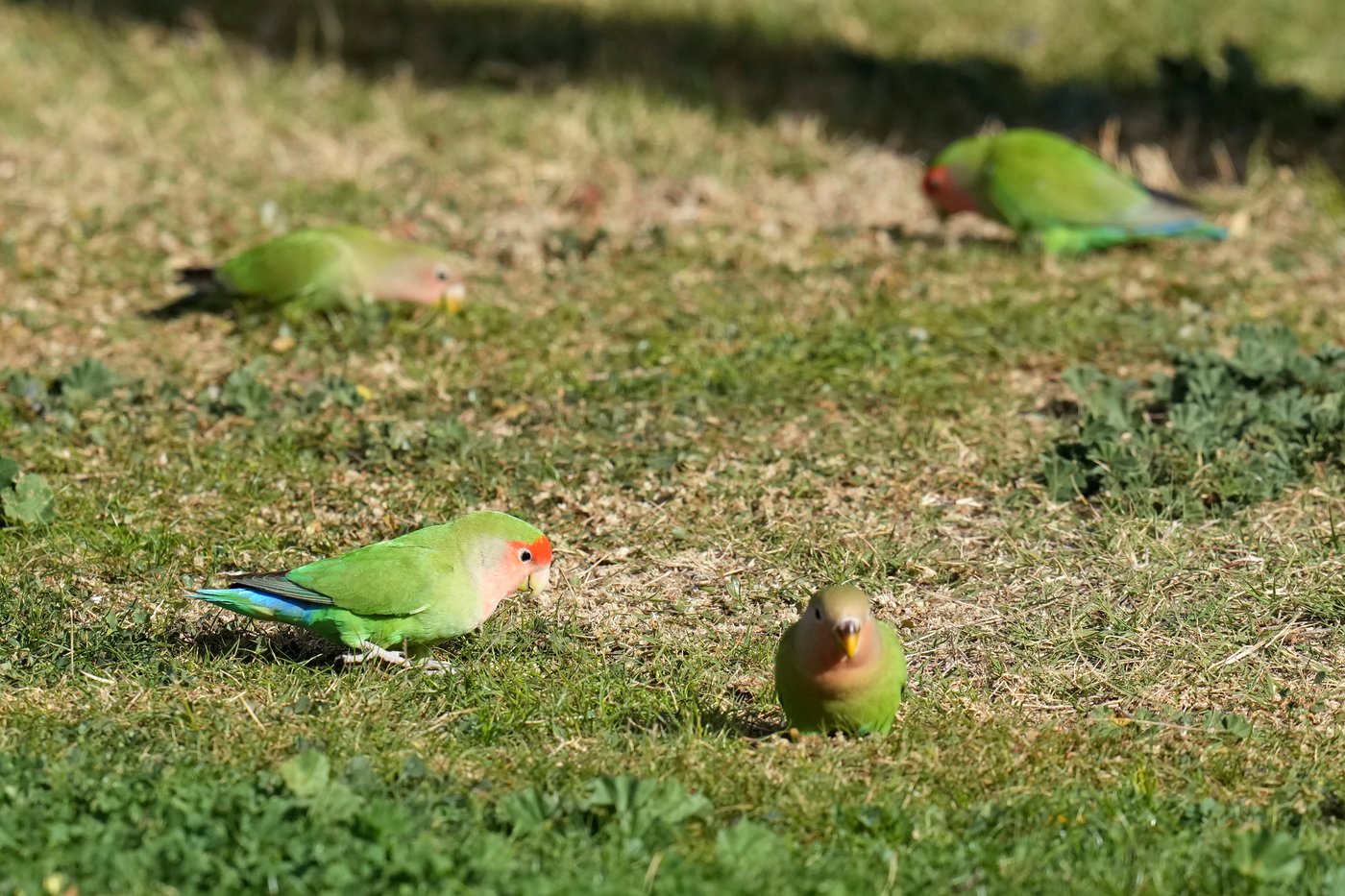 What we can learn from lovebirds, the rare birds that mate for life | iNFOnews.ca