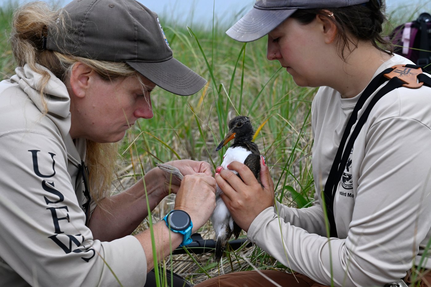 Oystercatchers, known for sharp bills and beady eyes, are making a comeback thanks to conservation | iNFOnews.ca Oystercatchers, known for sharp bills and beady eyes, are making a comeback thanks to conservation | iNFOnews.ca