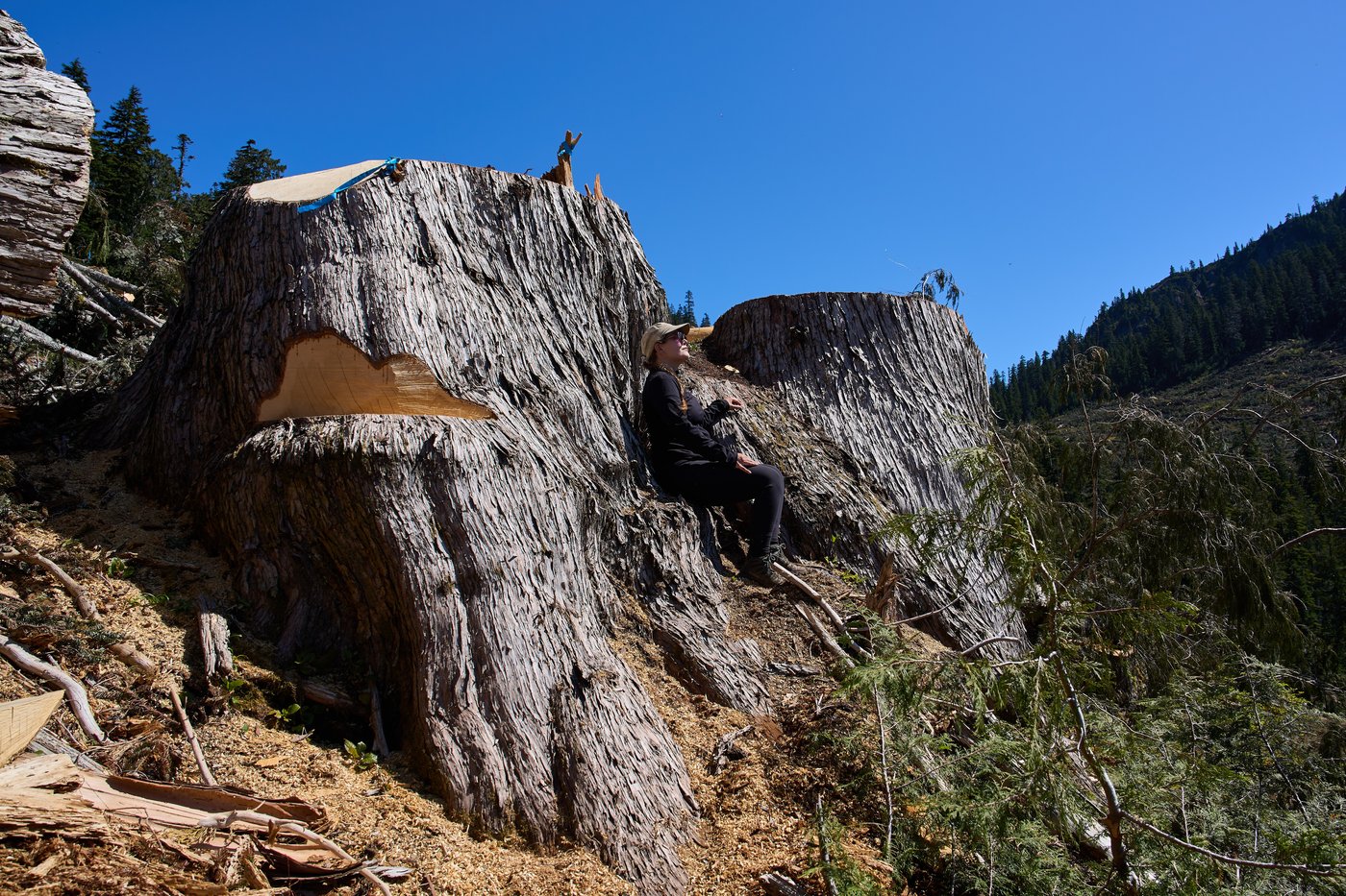 British Columbia is logging its last old growth. Protesters are sleeping in the road to stop it | iNFOnews.ca British Columbia is logging its last old growth. Protesters are sleeping in the road to stop it | iNFOnews.ca