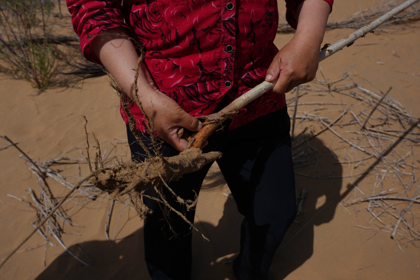 China’s 'Green Great Wall' tames desert growth, but scientists warn the fight is not over | iNFOnews.ca China’s 'Green Great Wall' tames desert growth, but scientists warn the fight is not over | iNFOnews.ca