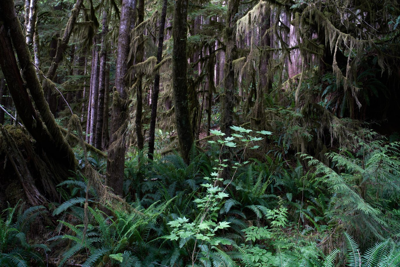 British Columbia is logging its last old growth. Protesters are sleeping in the road to stop it | iNFOnews.ca British Columbia is logging its last old growth. Protesters are sleeping in the road to stop it | iNFOnews.ca