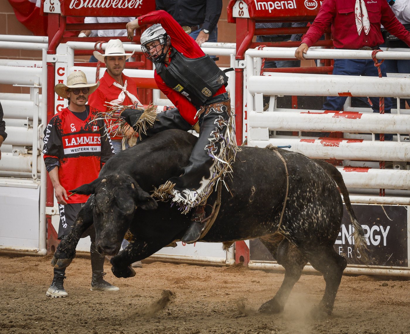 Saskatchewan's Grady Young on a bull-riding roll into Calgary Stampede rodeo | iNFOnews.ca Saskatchewan's Grady Young on a bull-riding roll into Calgary Stampede rodeo | iNFOnews.ca