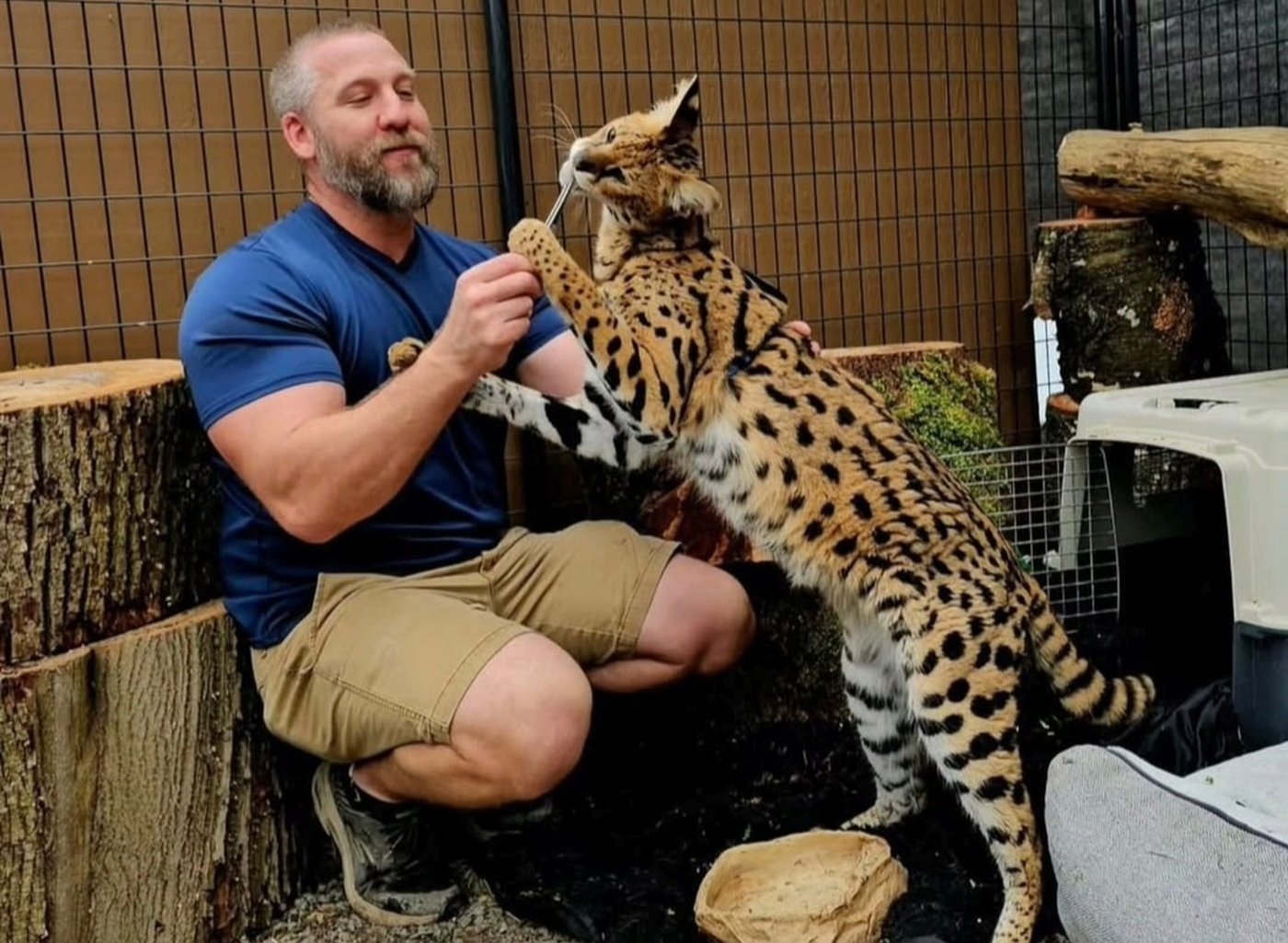Owner says Gary the African serval will suffer under B.C. exotic cat ban | iNFOnews.ca