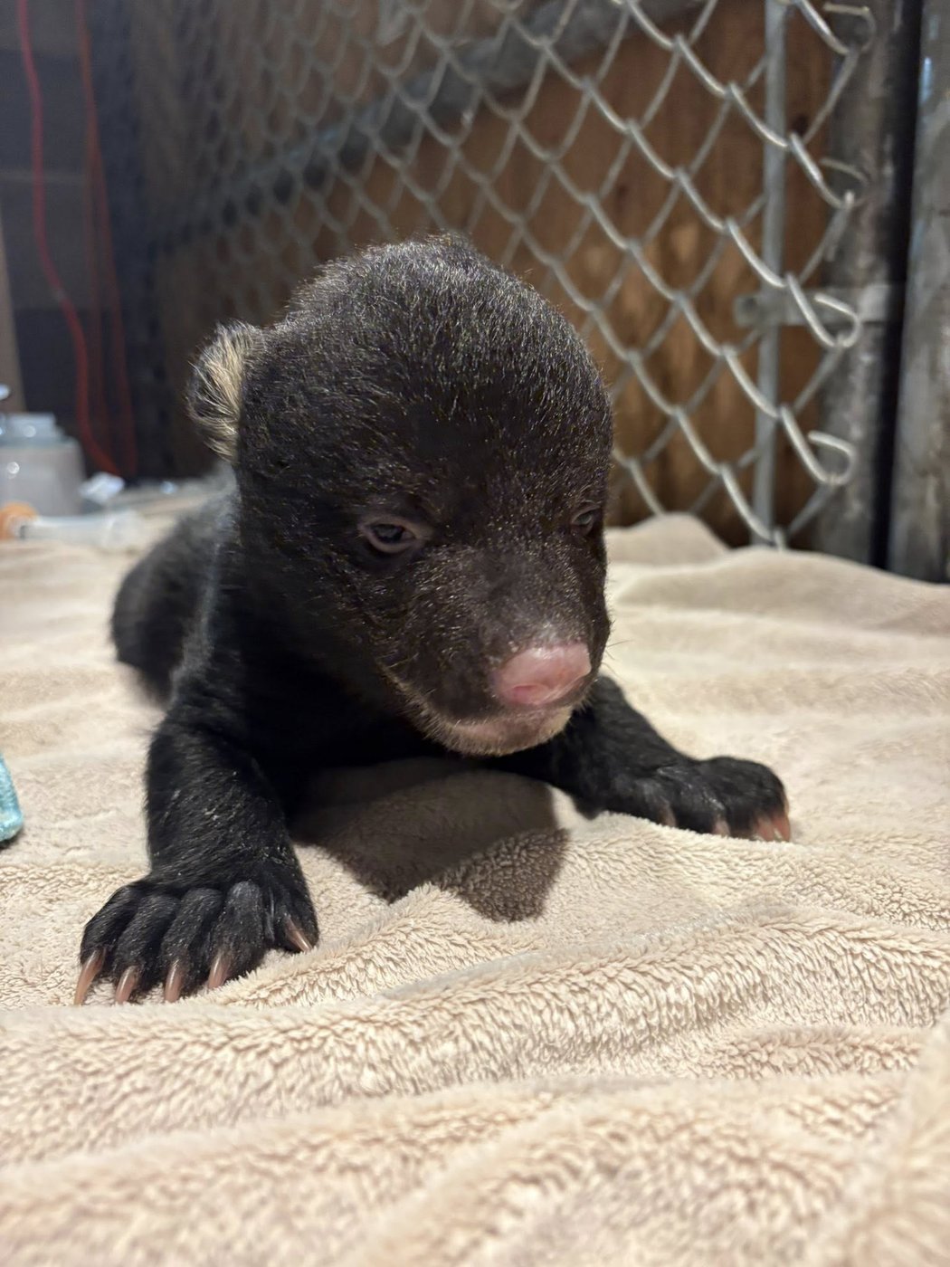 Two orphaned bear cubs rescued on Vancouver Island, after mom found dead | iNFOnews.ca Two orphaned bear cubs rescued on Vancouver Island, after mom found dead | iNFOnews.ca