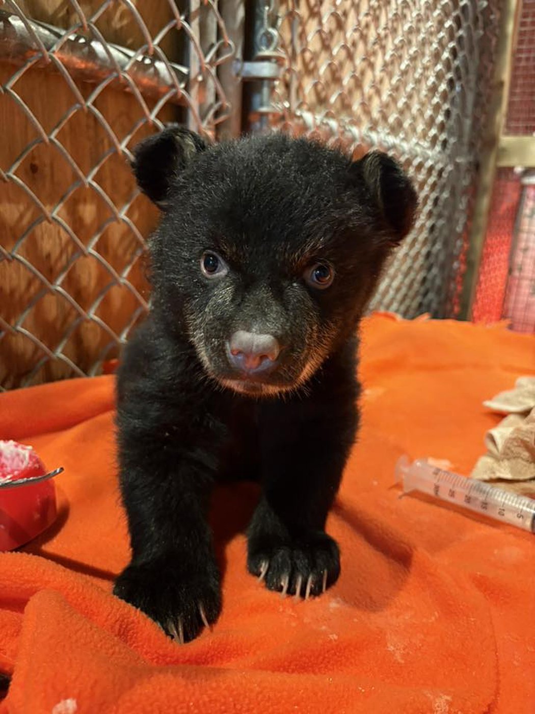 Two orphaned bear cubs rescued on Vancouver Island, after mom found dead | iNFOnews.ca Two orphaned bear cubs rescued on Vancouver Island, after mom found dead | iNFOnews.ca