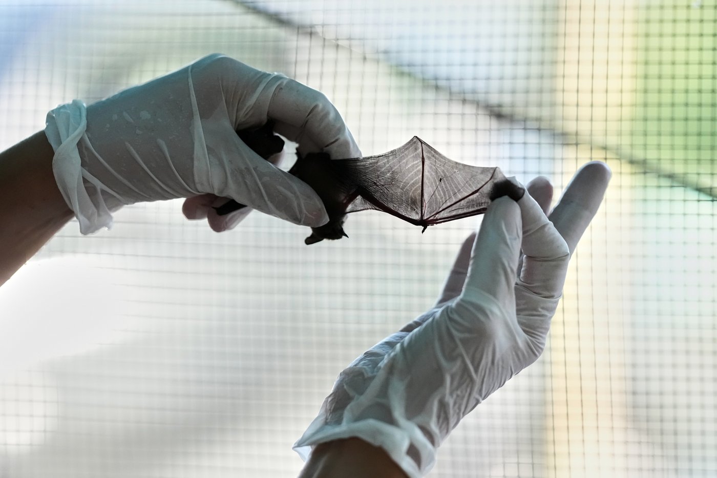 Volunteers work to protect displaced bats at an Italian Bat Conservation, in photos | iNFOnews.ca