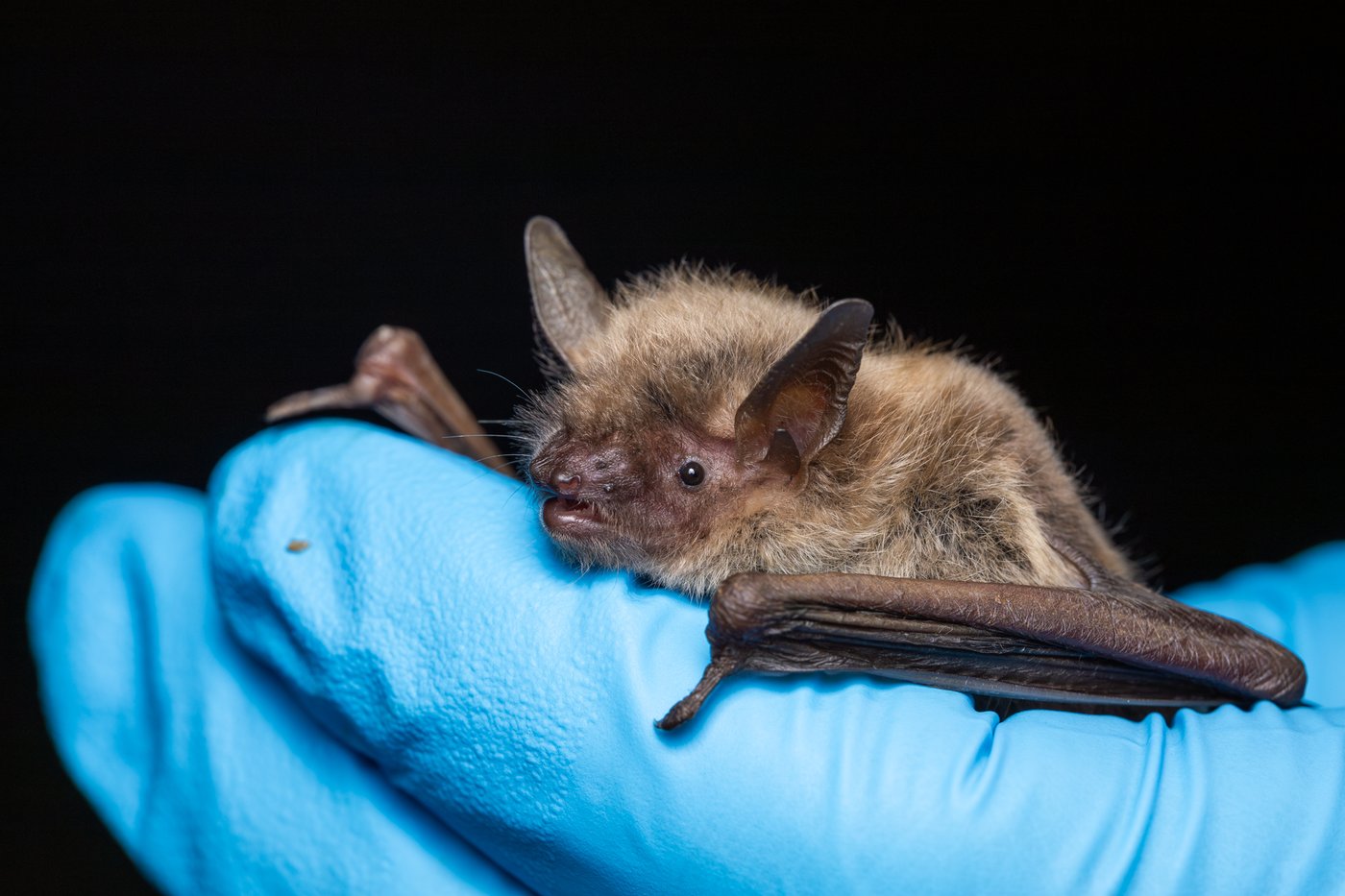 B.C. bats 'do not know the border' — and Trump funding cuts may put them in peril | iNFOnews.ca