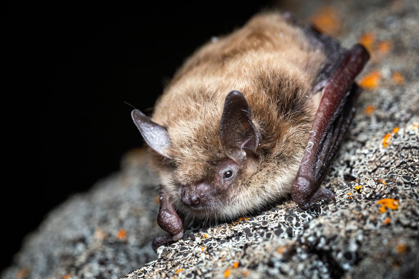B.C. bats 'do not know the border' — and Trump funding cuts may put them in peril | iNFOnews.ca
