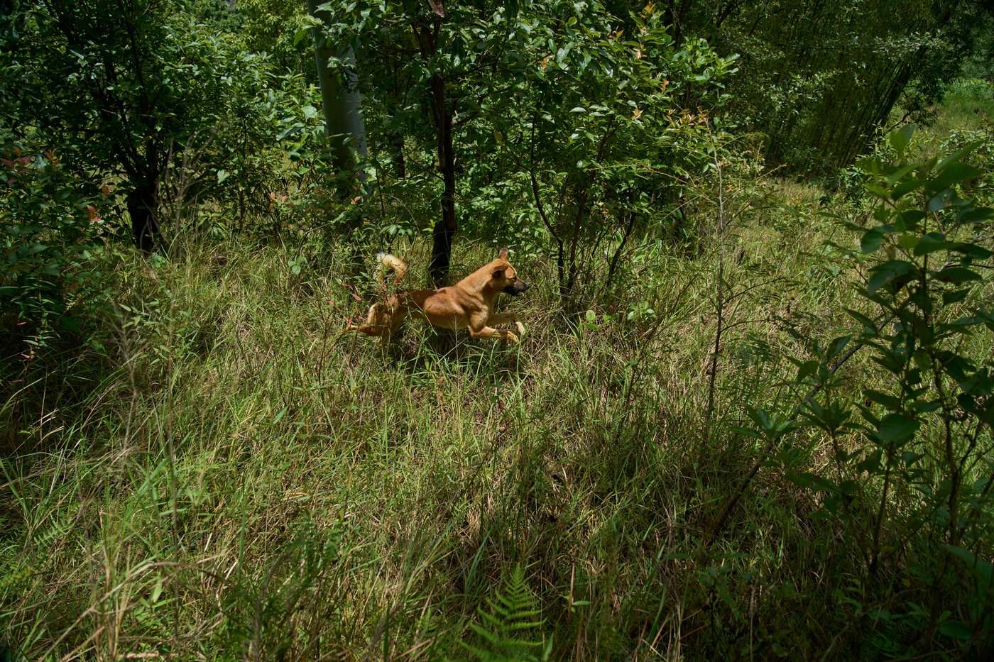 PHOTO ESSAY: Crop-raiding monkeys threaten Nepal's farming communities | iNFOnews.ca