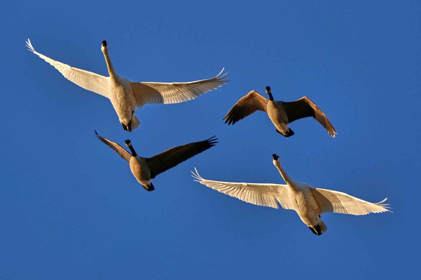 Snow geese take off for the Arctic in mesmerizing sunrise display | iNFOnews.ca