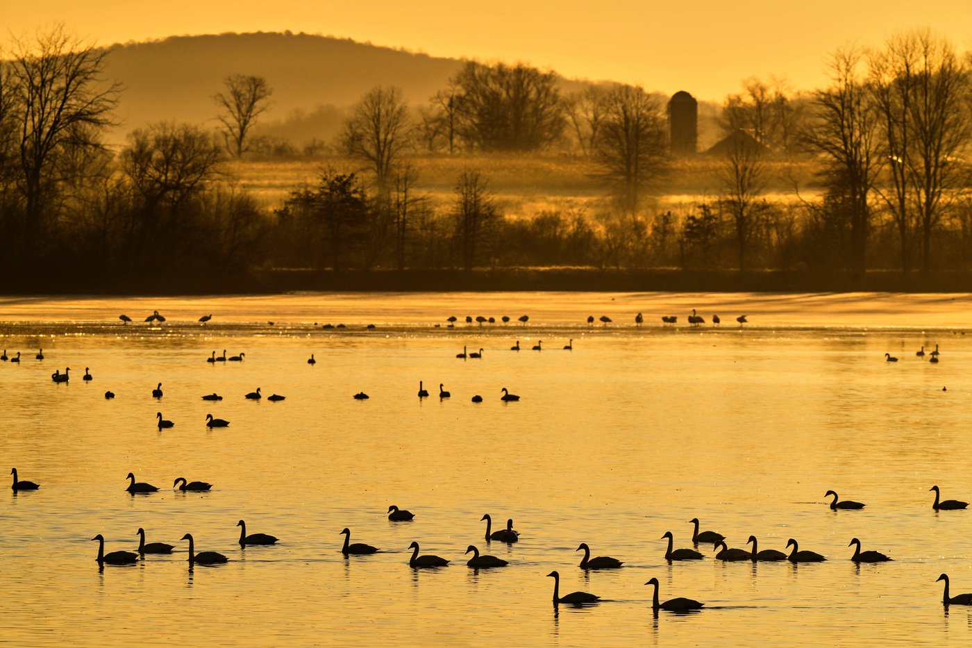 Snow geese take off for the Arctic in mesmerizing sunrise display | iNFOnews.ca