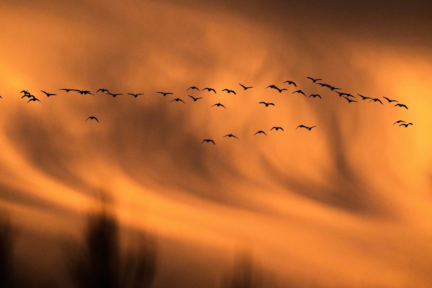 Snow geese take off for the Arctic in mesmerizing sunrise display | iNFOnews.ca
