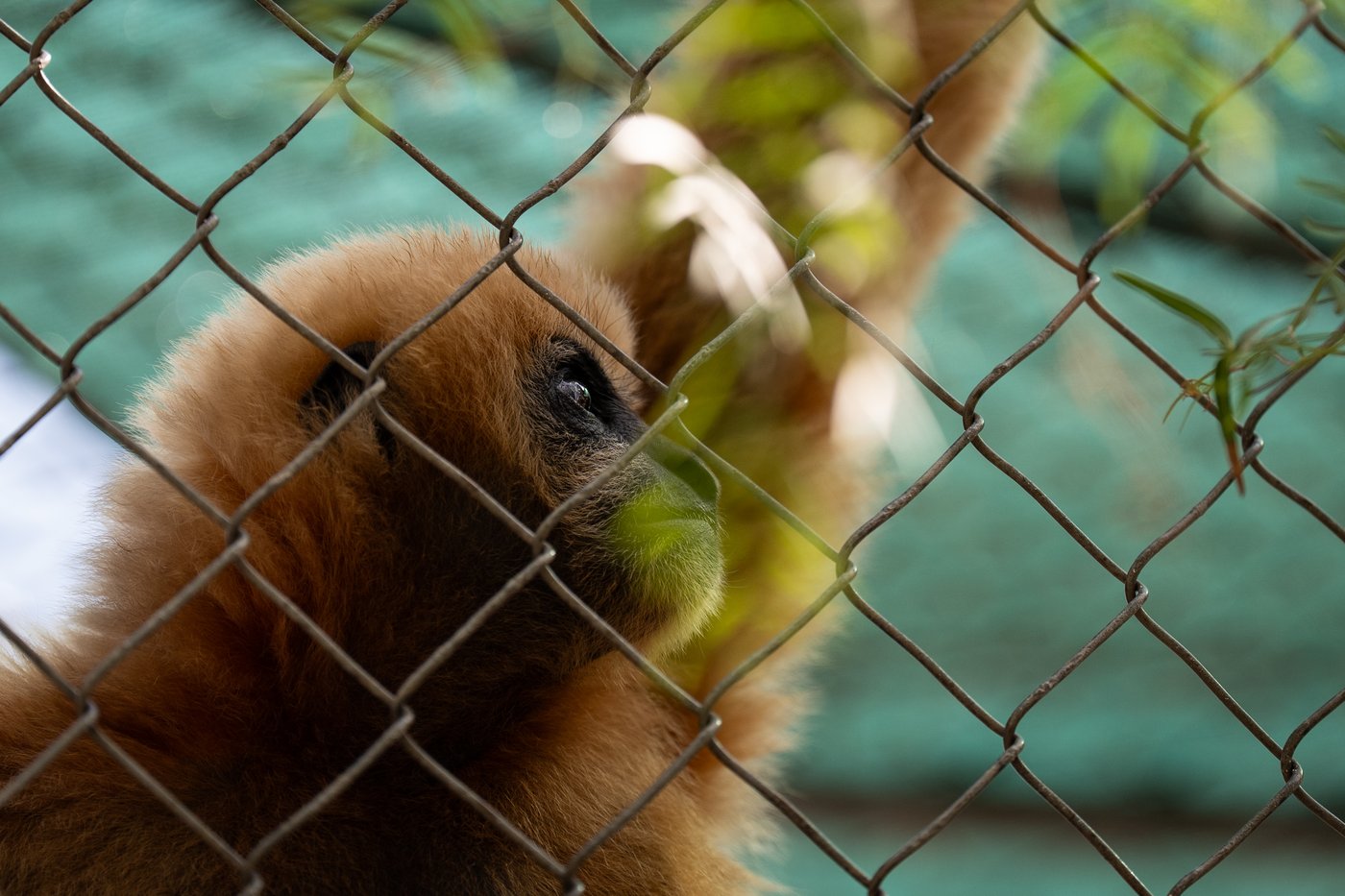 A haven for endangered gibbons, in photos | iNFOnews.ca