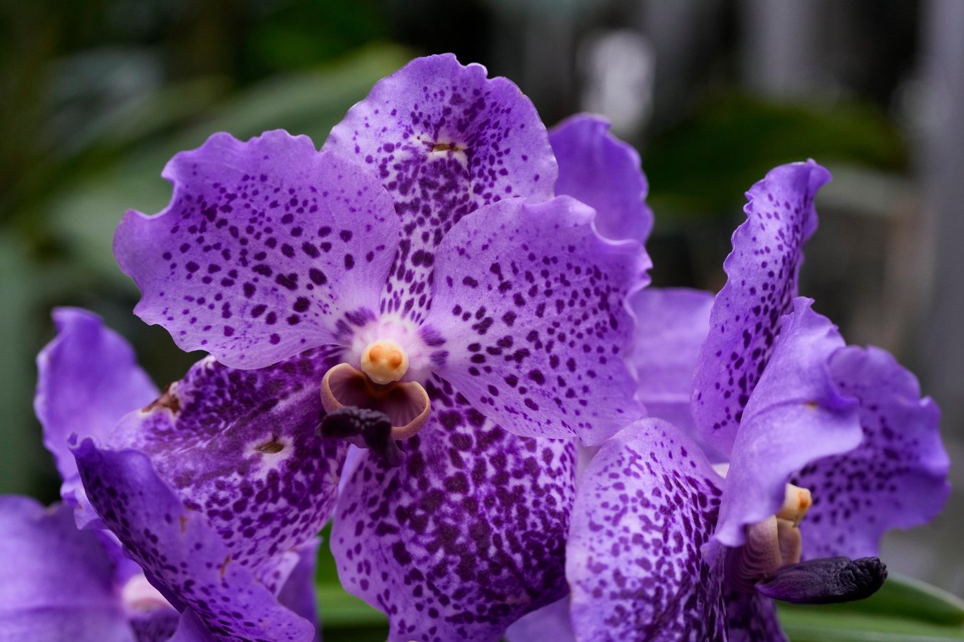 Photos of Chicago’s retro '70s themed orchids show | iNFOnews.ca