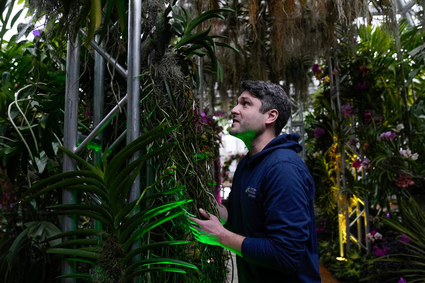 Photos of Chicago’s retro '70s themed orchids show | iNFOnews.ca