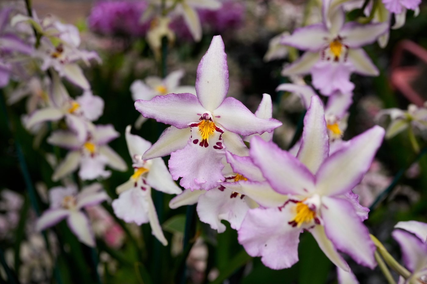 Photos of Chicago’s retro '70s themed orchids show | iNFOnews.ca