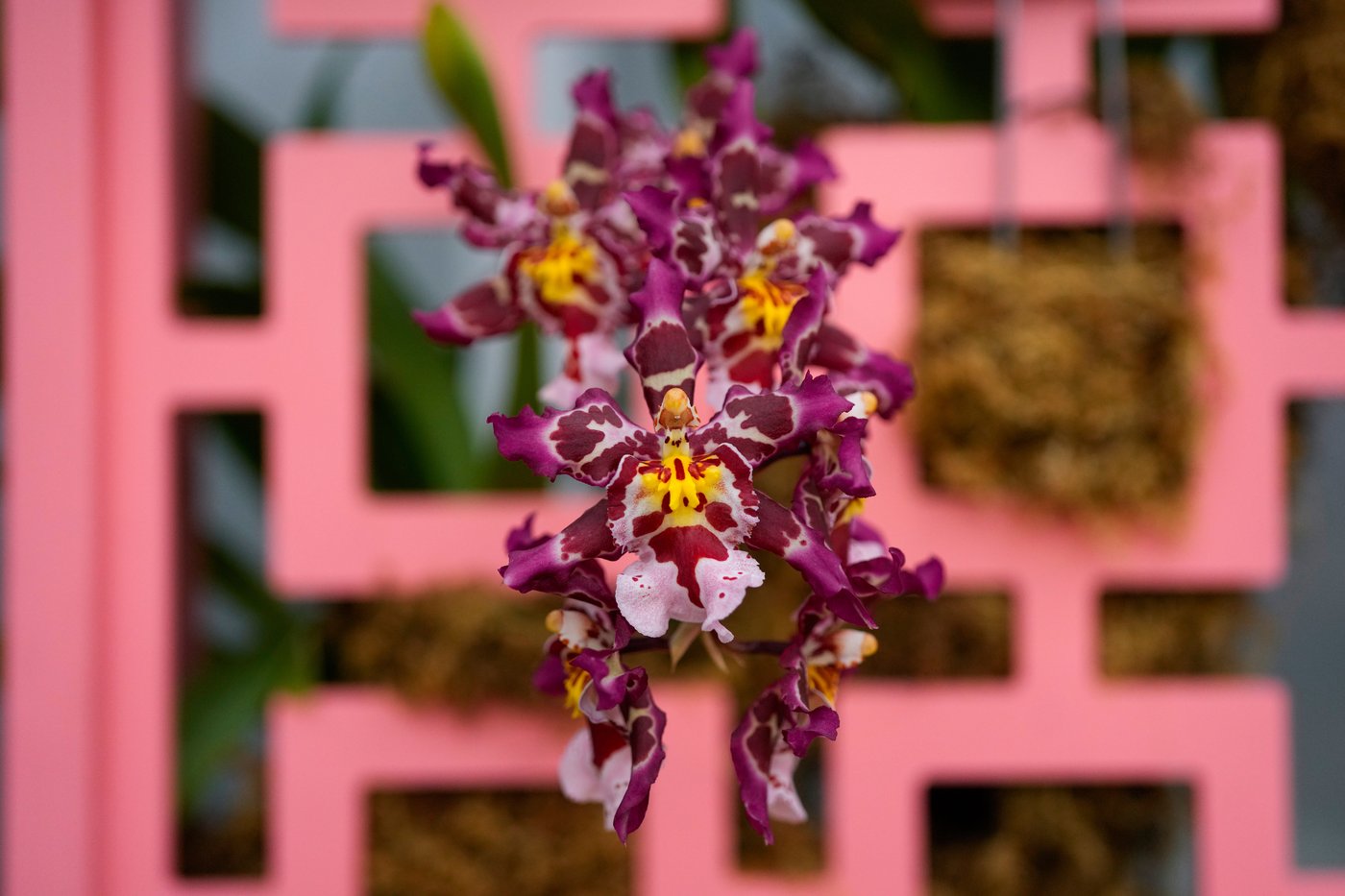 Photos of Chicago’s retro '70s themed orchids show | iNFOnews.ca
