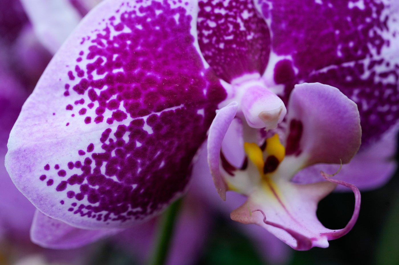 Photos of Chicago’s retro '70s themed orchids show | iNFOnews.ca